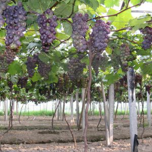 葡萄专用多功能棚膜